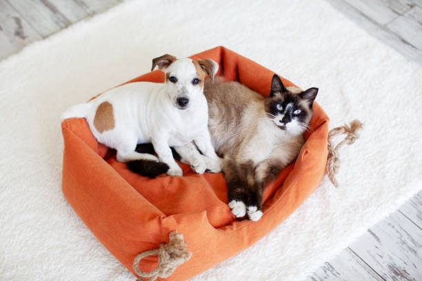 Essential Kennel Maintenance and Cleaning