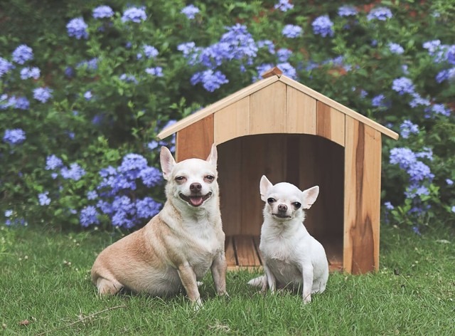 Creating a Stress-Free Kennel Environment