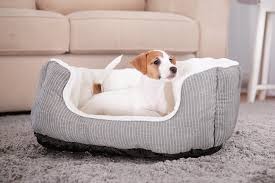 Advanced Strategies for Long-Term Kennel Success
