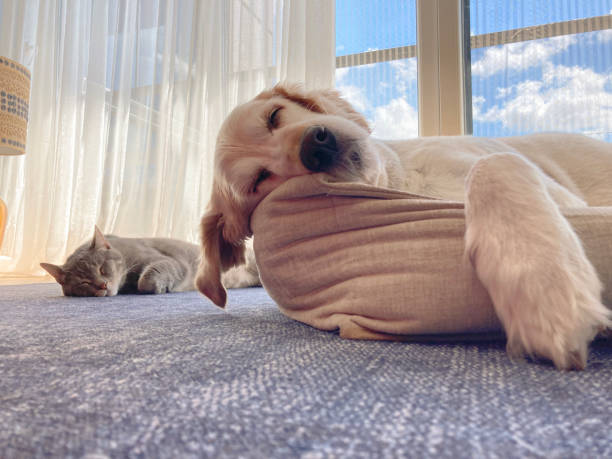 Troubleshooting: When Your Dog Won't Use Their Bed